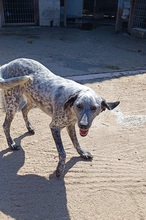 MERAL, Hund, Mischlingshund in Griechenland - Bild 7