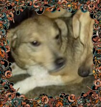 STEVIE, Hund, Mischlingshund in Rumänien - Bild 2