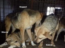 STEVIE, Hund, Mischlingshund in Rumänien - Bild 3