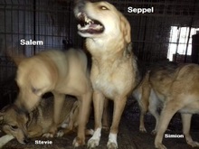 STEVIE, Hund, Mischlingshund in Rumänien - Bild 8