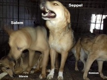 SEPPEL, Hund, Mischlingshund in Rumänien - Bild 10