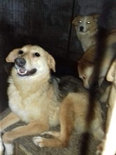 SEPPEL, Hund, Mischlingshund in Rumänien - Bild 2