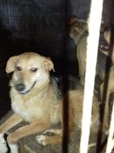 SEPPEL, Hund, Mischlingshund in Rumänien - Bild 3