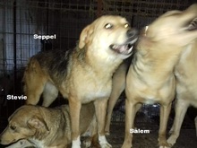 SEPPEL, Hund, Mischlingshund in Rumänien - Bild 6
