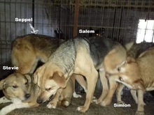 SEPPEL, Hund, Mischlingshund in Rumänien - Bild 8