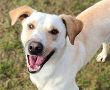 TERENCE, Hund, Mischlingshund in Gefrees - Bild 1
