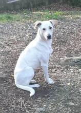 TERENCE, Hund, Mischlingshund in Gefrees - Bild 10