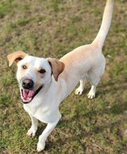 TERENCE, Hund, Mischlingshund in Gefrees - Bild 5