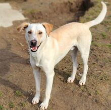 TERENCE, Hund, Mischlingshund in Gefrees - Bild 7