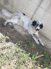 ROCCIA, Hund, Mischlingshund in Italien - Bild 4