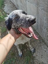 ROCCIA, Hund, Mischlingshund in Italien - Bild 8