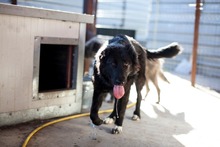 TEDDY, Hund, Mischlingshund in Rumänien - Bild 1