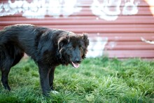 TEDDY, Hund, Mischlingshund in Rumänien - Bild 2