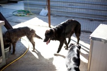 TEDDY, Hund, Mischlingshund in Rumänien - Bild 5