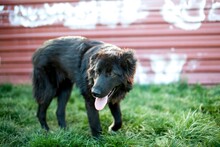TEDDY, Hund, Mischlingshund in Rumänien - Bild 6