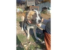 GRIVEI, Hund, Mischlingshund in Rumänien - Bild 5