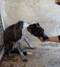 LIA, Hund, Mischlingshund in Spanien - Bild 1