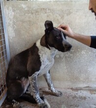 LIA, Hund, Mischlingshund in Spanien - Bild 2