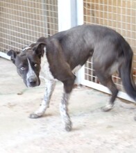 LIA, Hund, Mischlingshund in Spanien - Bild 4