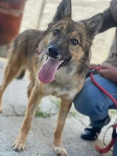 DAPHNE, Hund, Mischlingshund in Duisburg - Bild 10