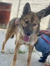 DAPHNE, Hund, Mischlingshund in Duisburg - Bild 11