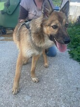 DAPHNE, Hund, Mischlingshund in Duisburg - Bild 14