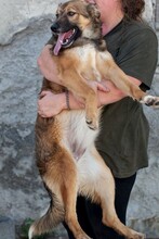 DAPHNE, Hund, Mischlingshund in Duisburg - Bild 3