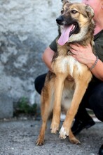 DAPHNE, Hund, Mischlingshund in Duisburg - Bild 6