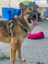DAPHNE, Hund, Mischlingshund in Duisburg - Bild 7