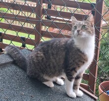 FUNNY, Katze, Hauskatze in Elmshorn - Bild 4
