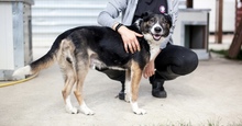 SCOTTY, Hund, Mischlingshund in Rumänien - Bild 1