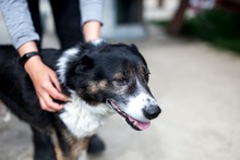 SCOTTY, Hund, Mischlingshund in Rumänien - Bild 2