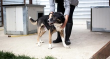 SCOTTY, Hund, Mischlingshund in Rumänien - Bild 5