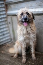 ROMY, Hund, Mischlingshund in Rumänien - Bild 2