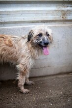 ROMY, Hund, Mischlingshund in Rumänien - Bild 5