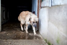 ROMY, Hund, Mischlingshund in Rumänien - Bild 8