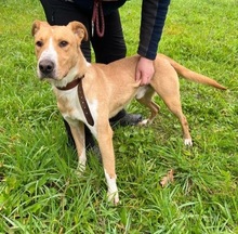ZSEMLE3, Hund, Mischlingshund in Ungarn - Bild 1