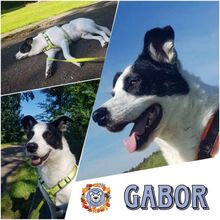 GABOR, Hund, Mischlingshund in Burgdorf