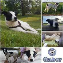 GABOR, Hund, Mischlingshund in Burgdorf - Bild 2
