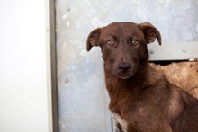 MALI, Hund, Mischlingshund in Rumänien - Bild 3