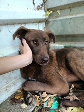 MALI, Hund, Mischlingshund in Rumänien - Bild 4