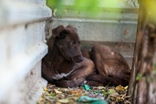 MALI, Hund, Mischlingshund in Rumänien - Bild 5