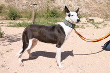 DALIA, Hund, Podenco in Spanien - Bild 3