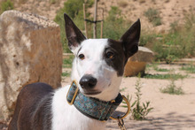 DALIA, Hund, Podenco in Spanien - Bild 9