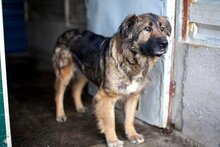 NAIRA, Hund, Mischlingshund in Rumänien - Bild 1