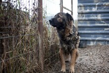 NAIRA, Hund, Mischlingshund in Rumänien - Bild 12