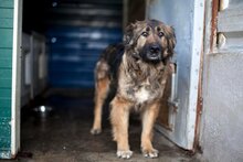 NAIRA, Hund, Mischlingshund in Rumänien - Bild 2