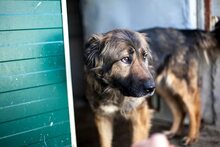 NAIRA, Hund, Mischlingshund in Rumänien - Bild 4