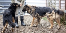 NAIRA, Hund, Mischlingshund in Rumänien - Bild 6