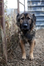 NAIRA, Hund, Mischlingshund in Rumänien - Bild 8